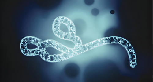Ebola Bundibugyo nella RDC: emergenza ancora internazionale